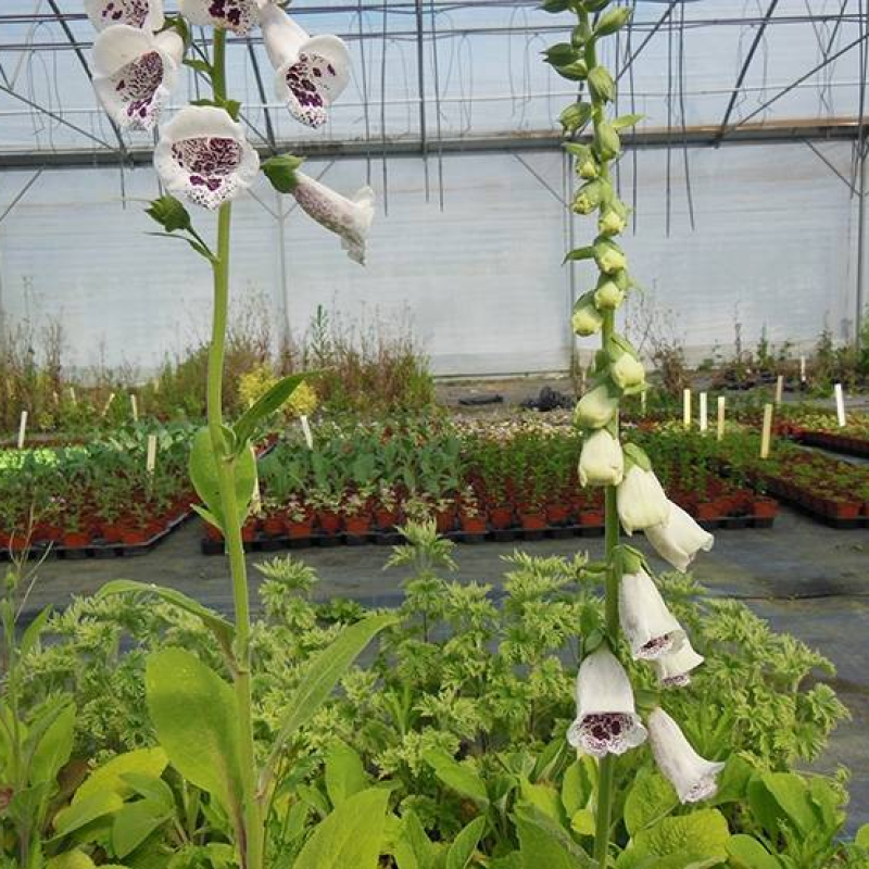 Digitale pourpre à fleurs blanches et oeil pourpre Digitale pourpre à fleurs blanches et oeil pourpre