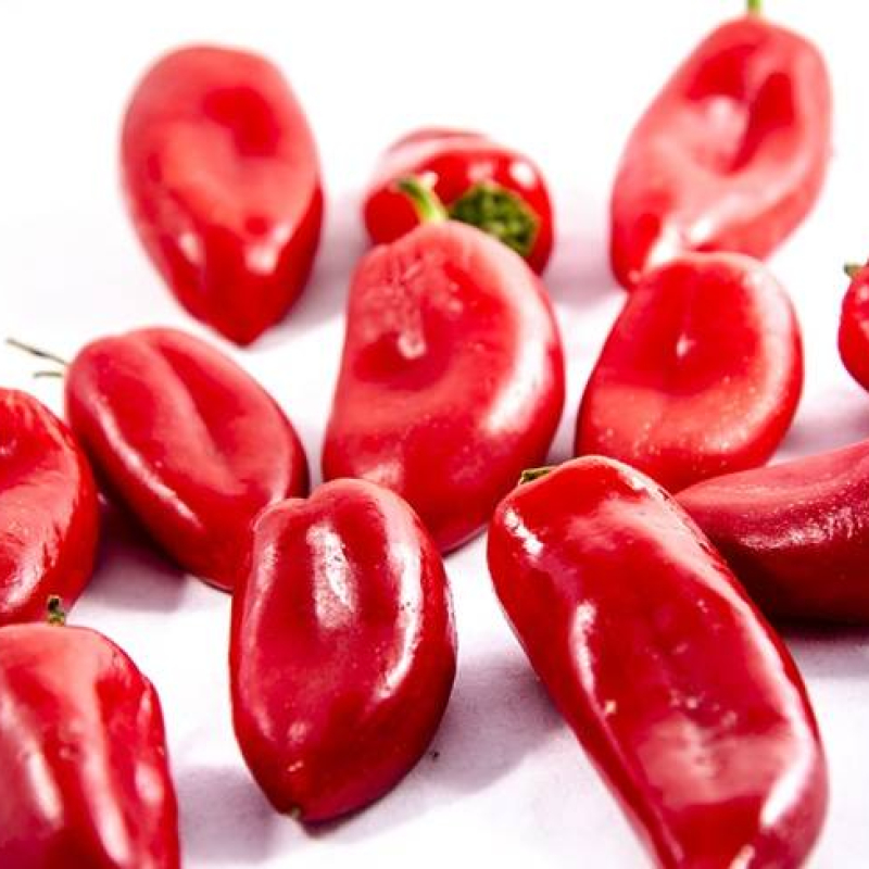 Piment Tunisien Baklouti Piment Tunisien Baklouti