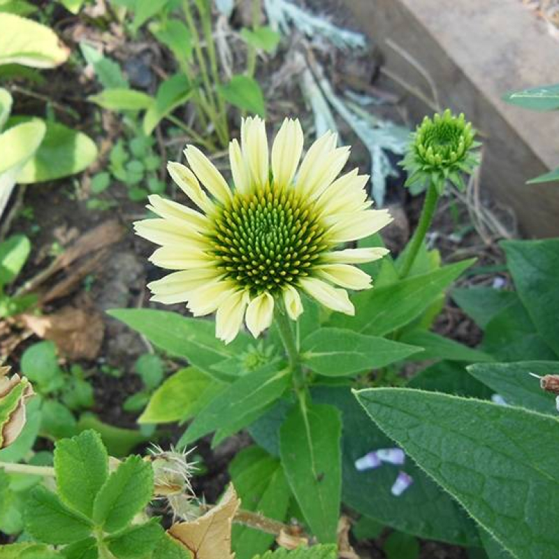 Rudbeckia "Mellow Yellow"