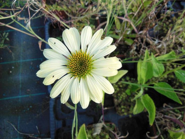 Rudbeckia "Mellow Yellow"