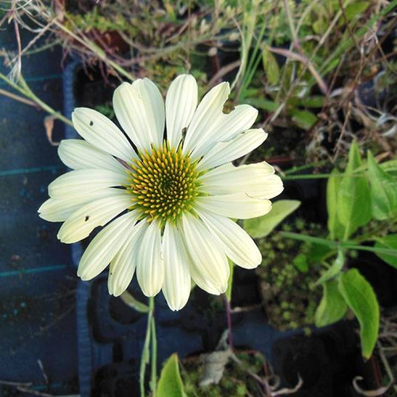 Rudbeckia "Mellow Yellow"