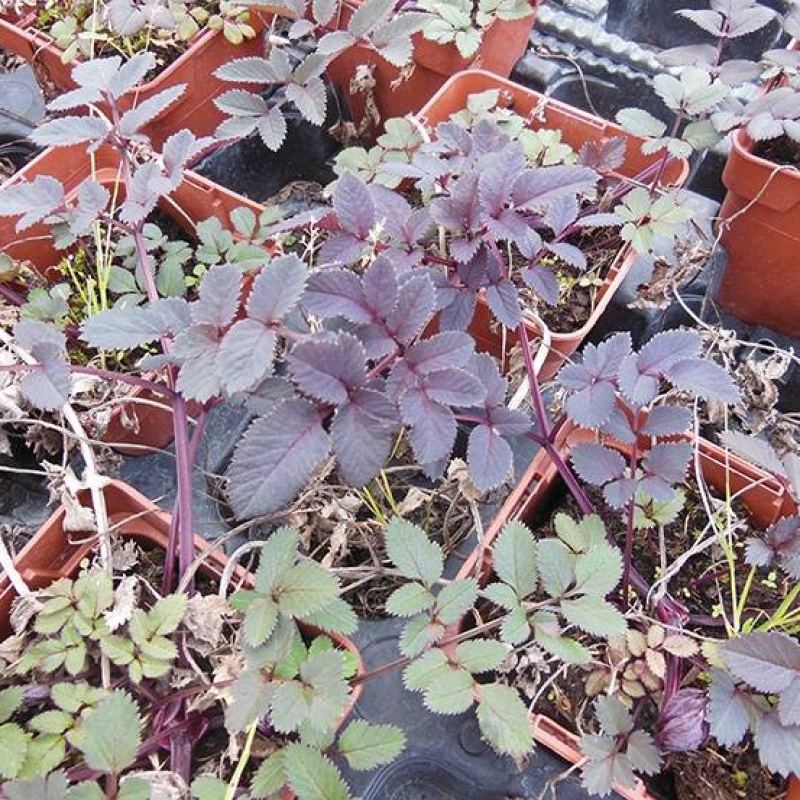 Angélique des bois pourpre Angélique des bois pourpre