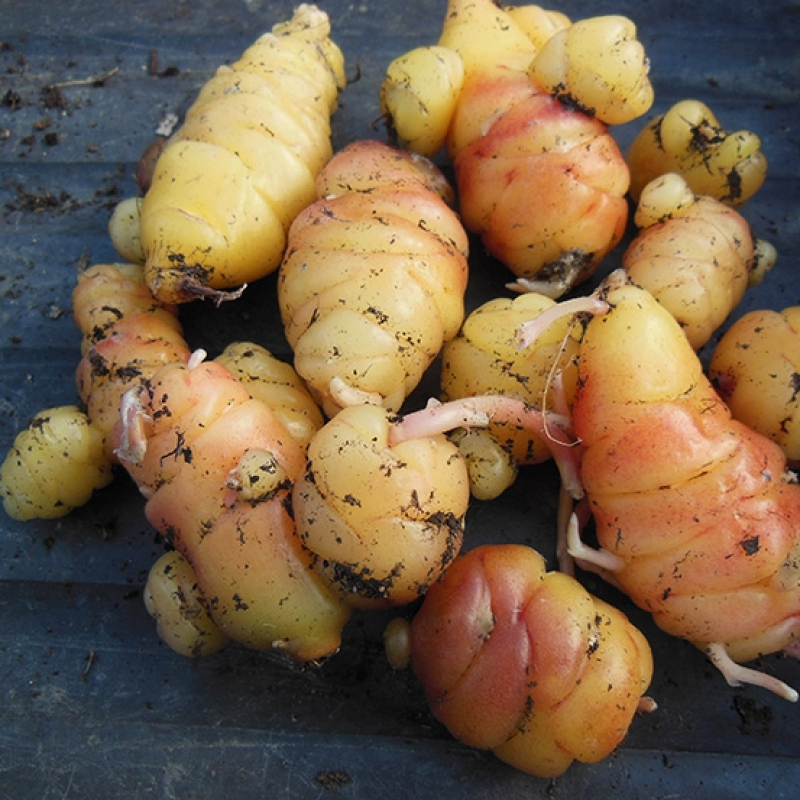 Oca blanche du Pérou Oca blanche du Pérou