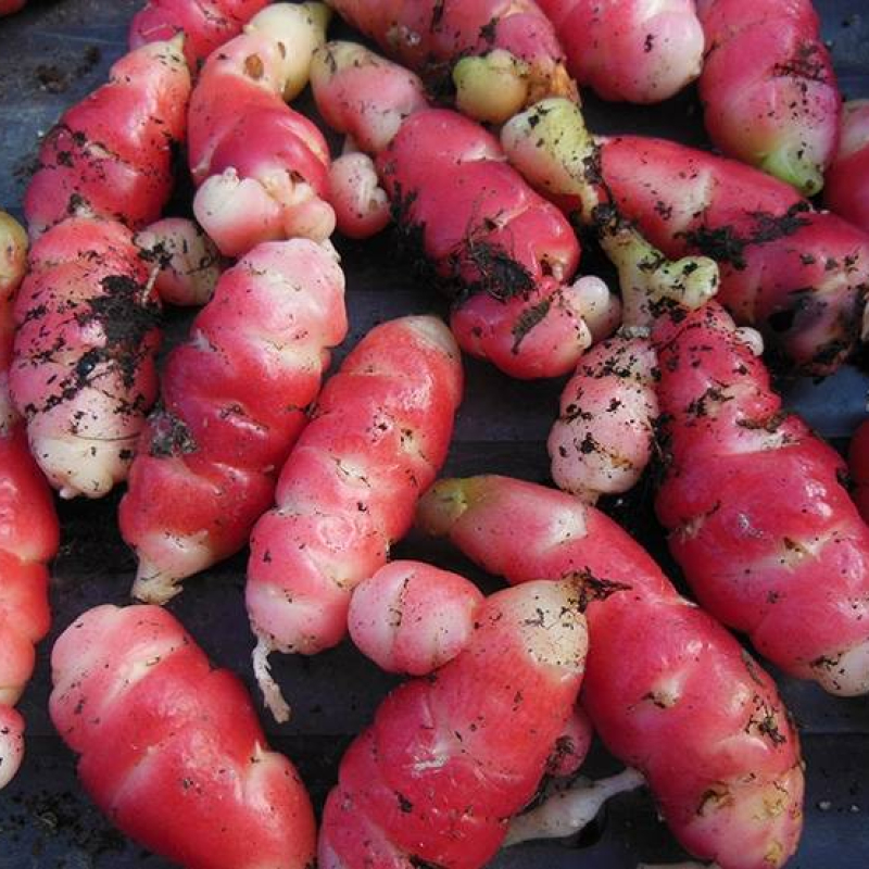 Oca rose du Pérou