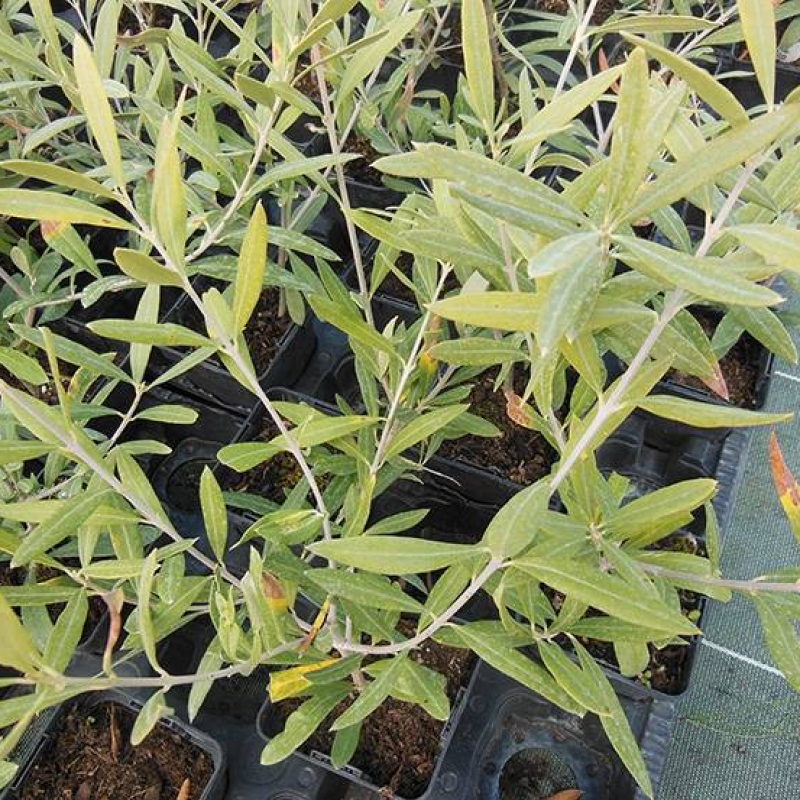 Olivier de Toscane Cipressino