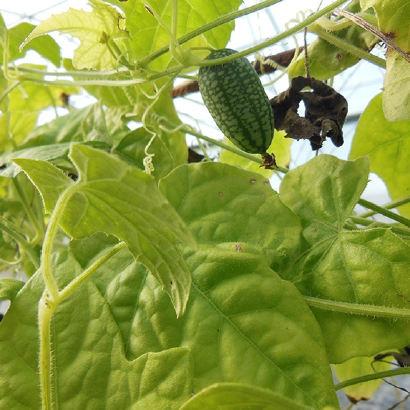 Mini concombre du Mexique