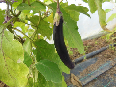 Aubergine mini violette