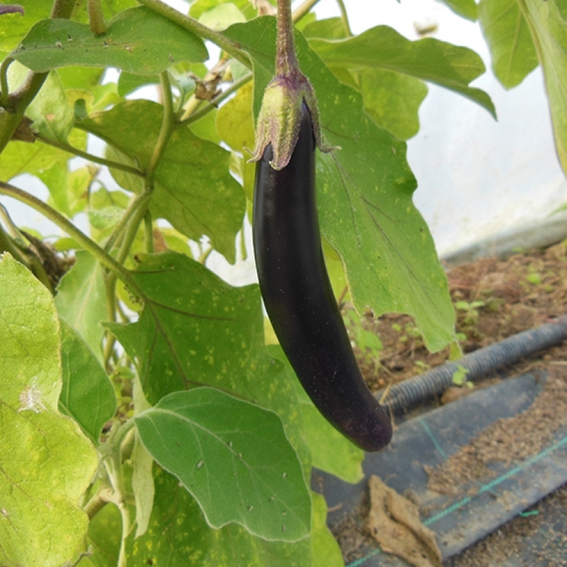 Aubergine mini violette Aubergine mini violette