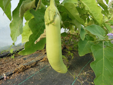 Aubergine mini verte