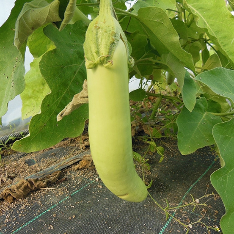 Aubergine mini verte