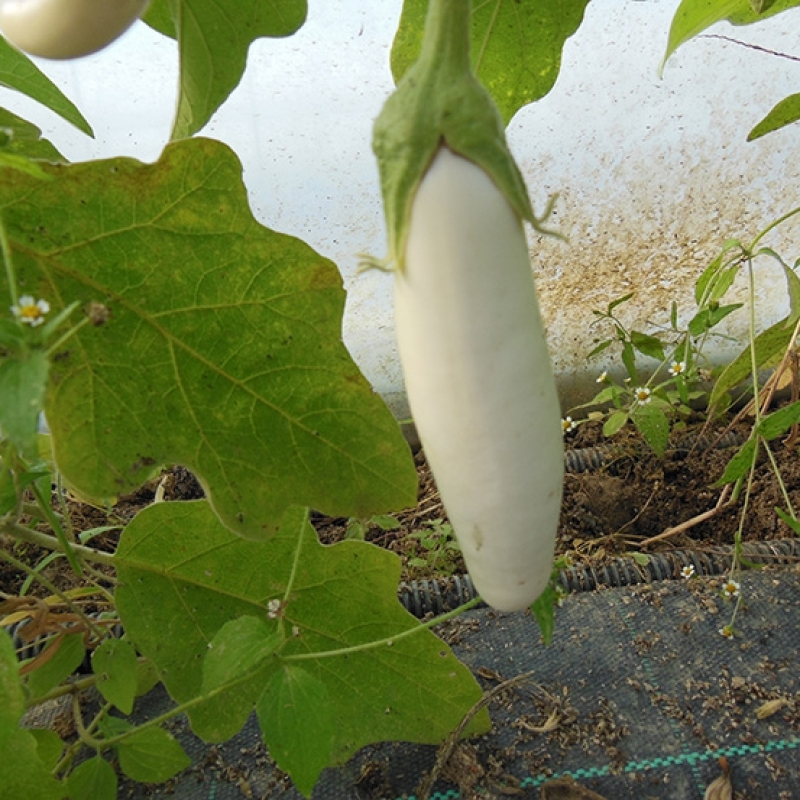 Aubergine mini blanche Aubergine mini blanche