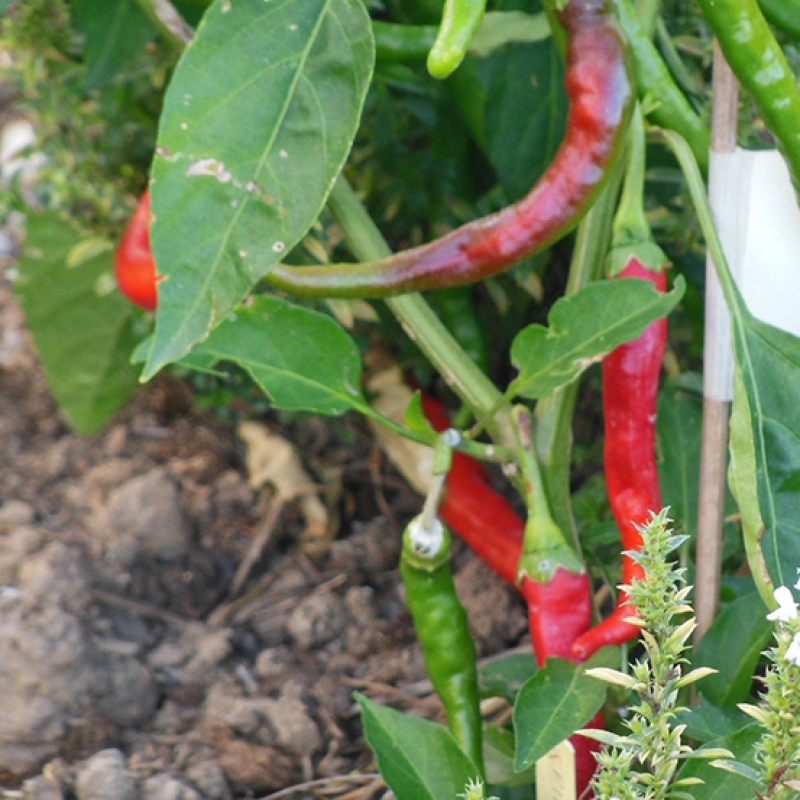 Piment piquant d'Algérie Piment piquant d'Algérie