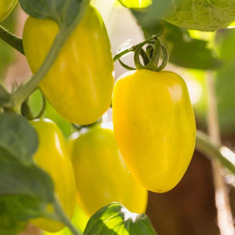 Tomate citrina Tomate citrina