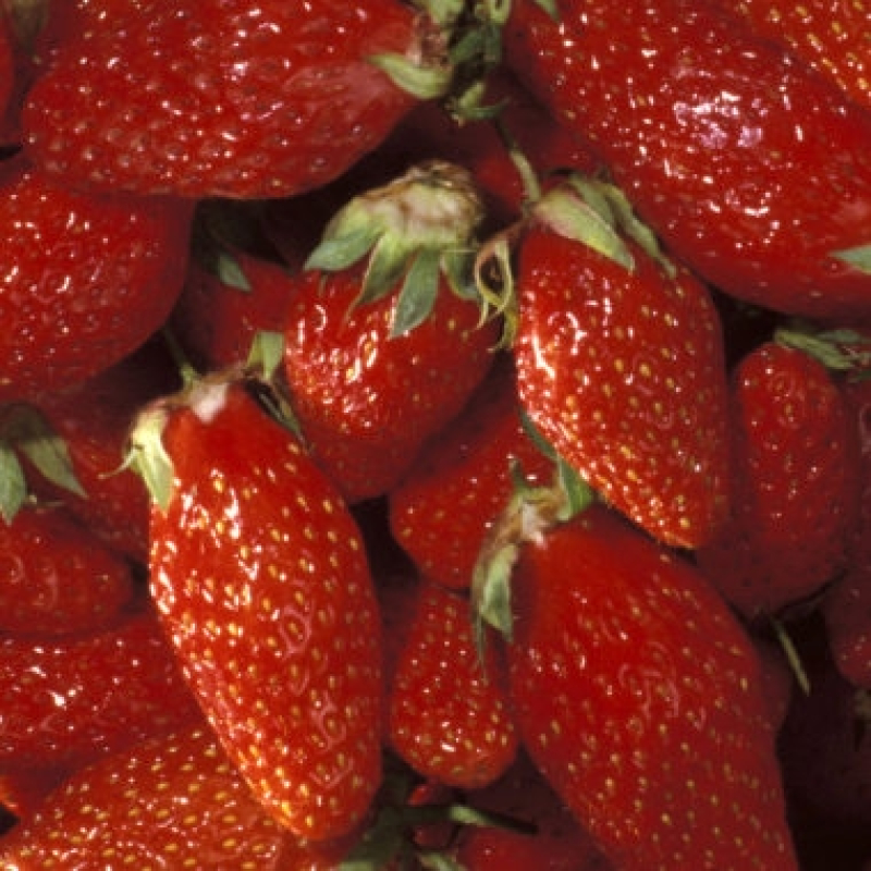 Fraisier remontant Mariguette