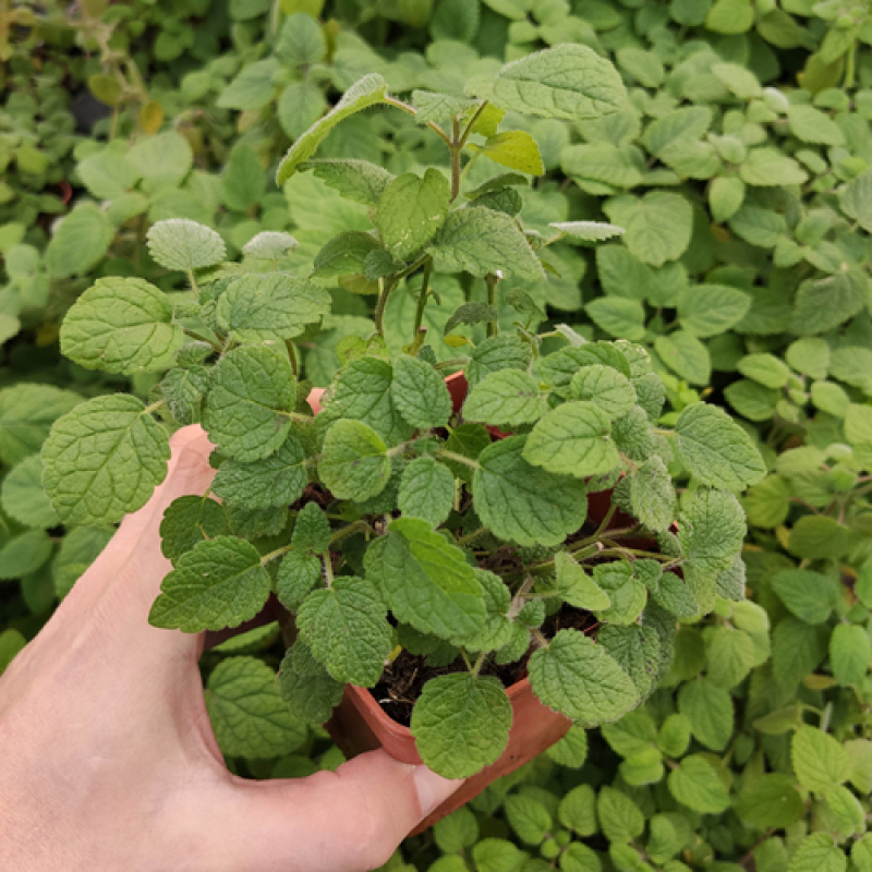 Mélisse mandarine
