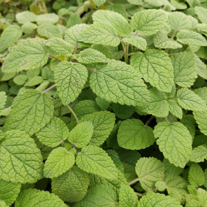 Mélisse mandarine