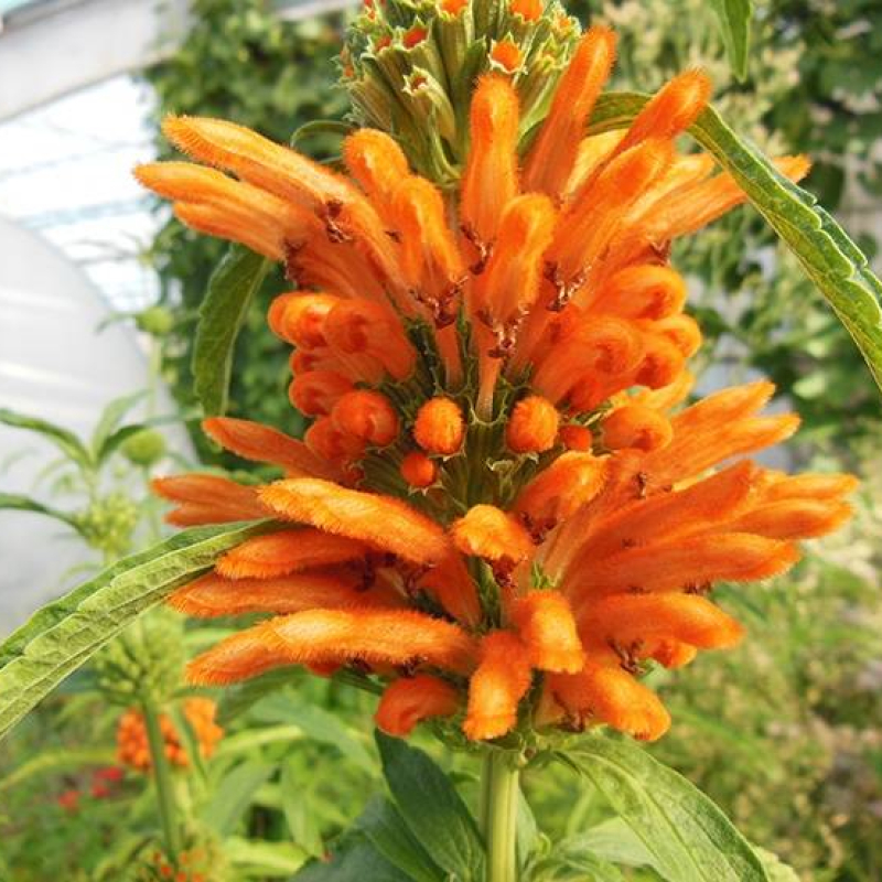 Léonotis Queue de lion