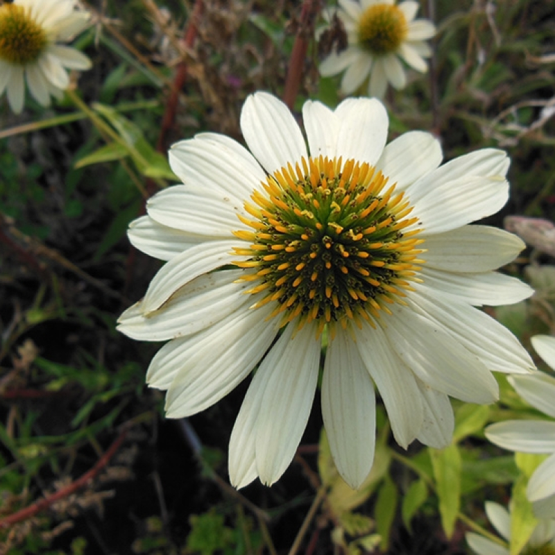 Rudbeckia pourpre à fleurs blanches