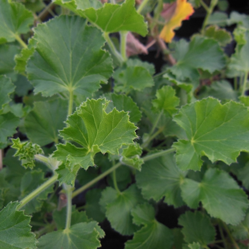 Géranium odorant cola 'Sidral Cola'