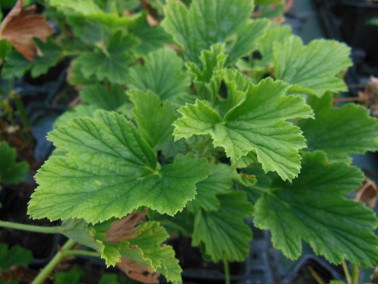 Géranium odorant orange 'Orange Fizz