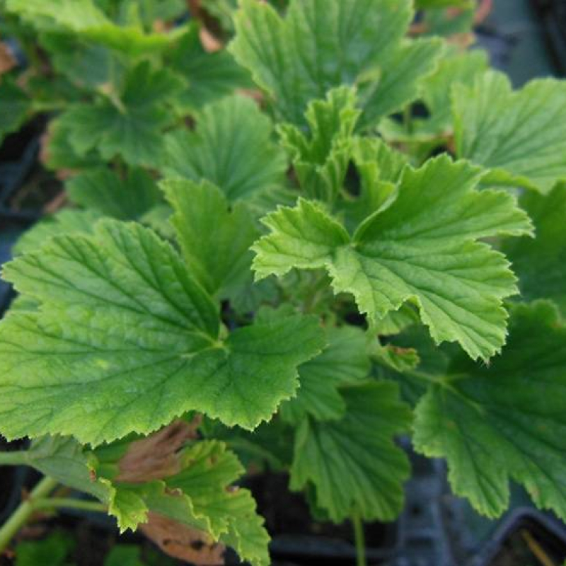 Géranium odorant orange 'Orange Fizz