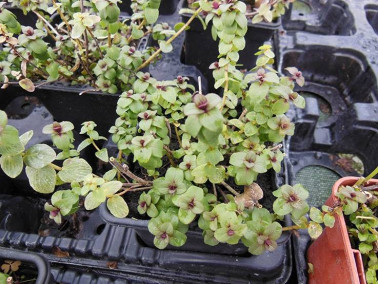 Origan retombant à feuilles rondes