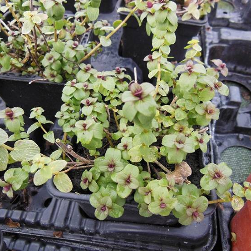 Origan retombant à feuilles rondes Origan retombant à feuilles rondes