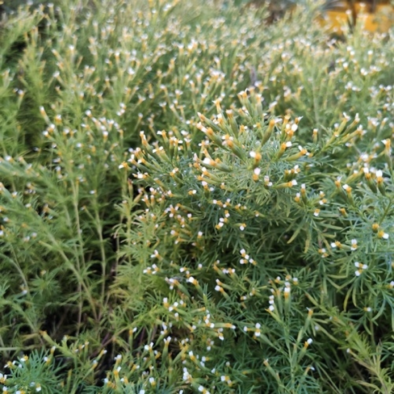 Plante à réglisse Plante à réglisse