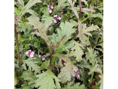 Verveine officinale Bampton