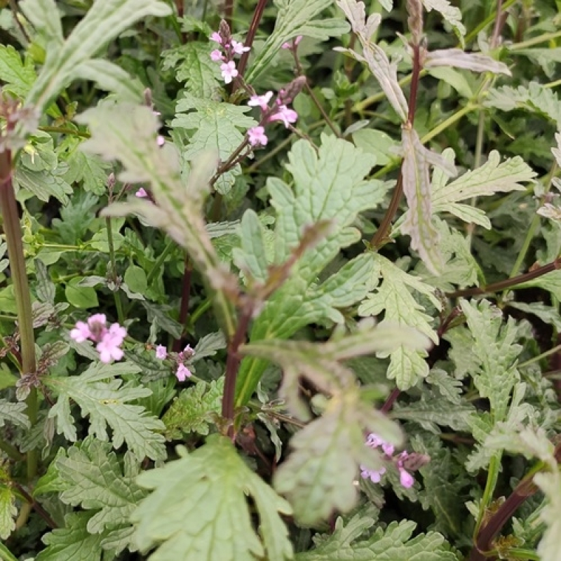 Verveine officinale Bampton