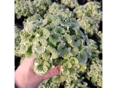 Lierre terrestre panaché