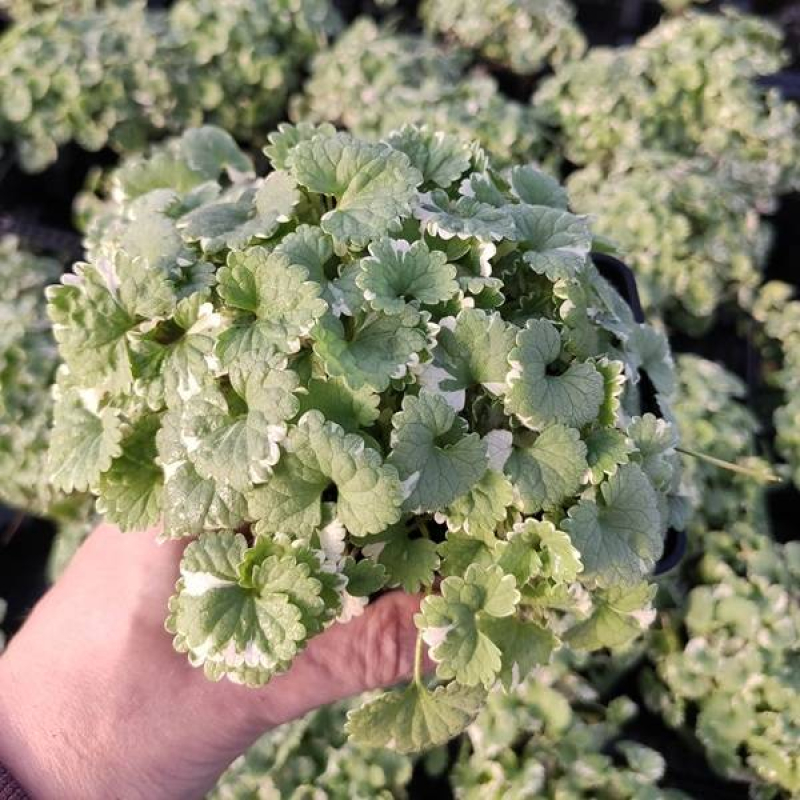 Lierre terrestre panaché Lierre terrestre panaché