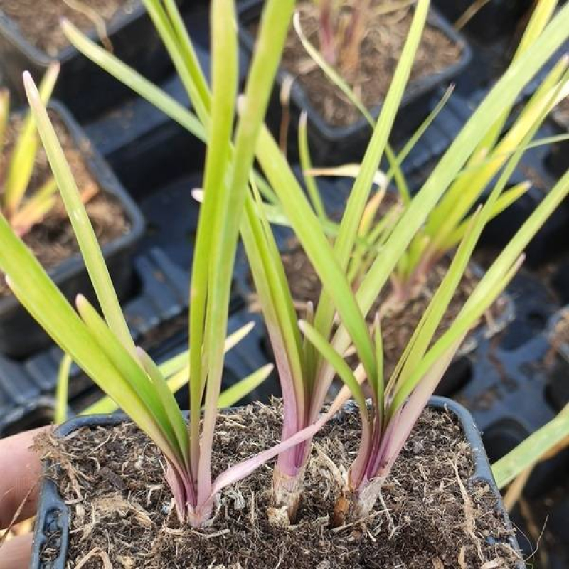 Ail d'Afrique du Sud