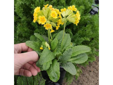 Coucou primevère officinale