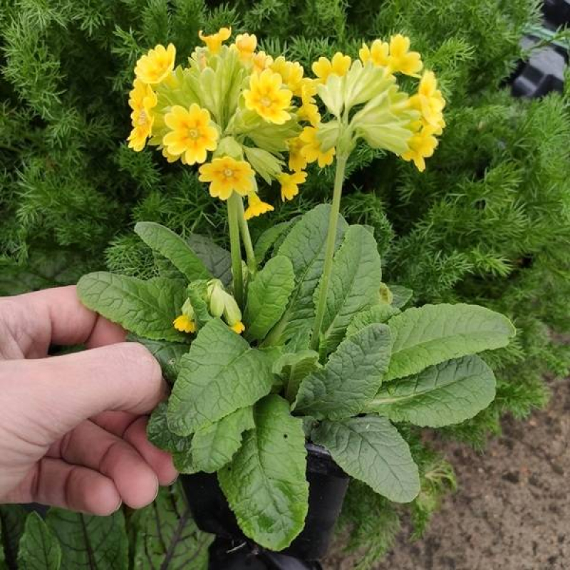 Coucou primevère officinale