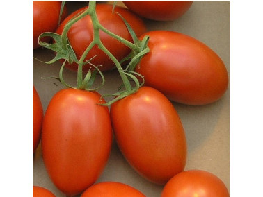 Tomate de Marmande