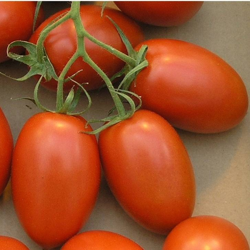 Tomate de Marmande Tomate de Marmande