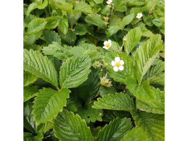 Fraisier des bois remontant Reine des Vallées