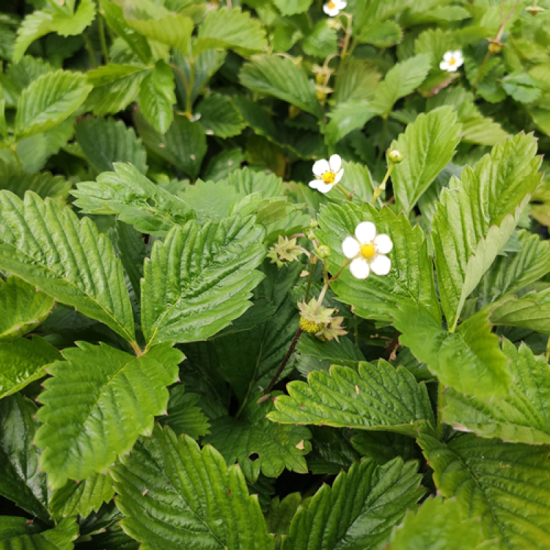 Fraisier des bois remontant Reine des Vallées Fraisier des bois remontant Reine des Vallées