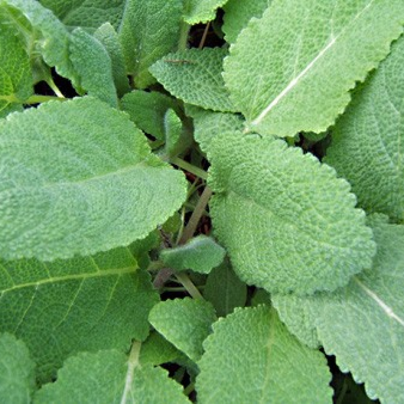 Sauge sclarée Sauge sclarée