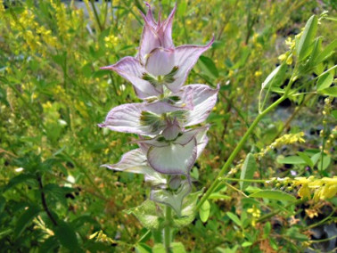 Sauge sclarée Sauge sclarée