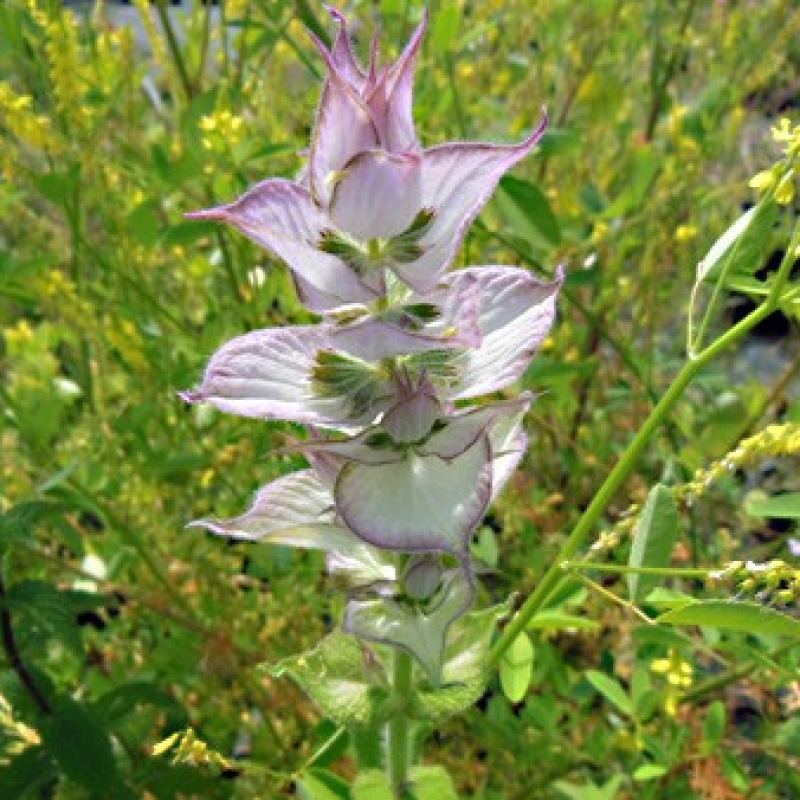 Sauge sclarée Sauge sclarée