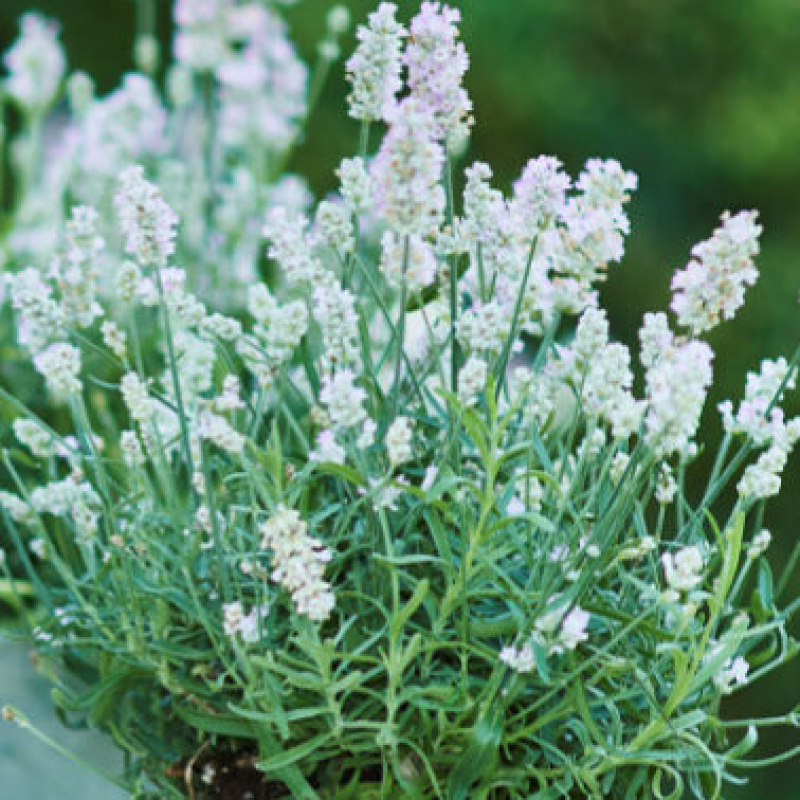 LAVANDE vienco "Early White" - Lavandula