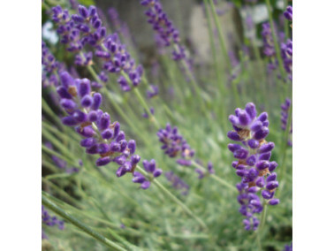 LAVANDULA angustifolia 'Hidcote blue' - Lavande