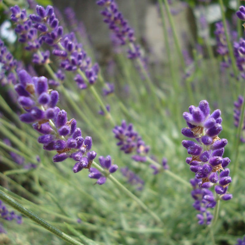 LAVANDULA angustifolia 'Hidcote blue' - Lavande LAVANDULA angustifolia 'Hidcote blue' - Lavande