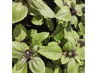 délicieux basilic magic blue délicieux basilic magic blue