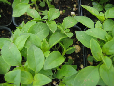 feuilles de basilic citron