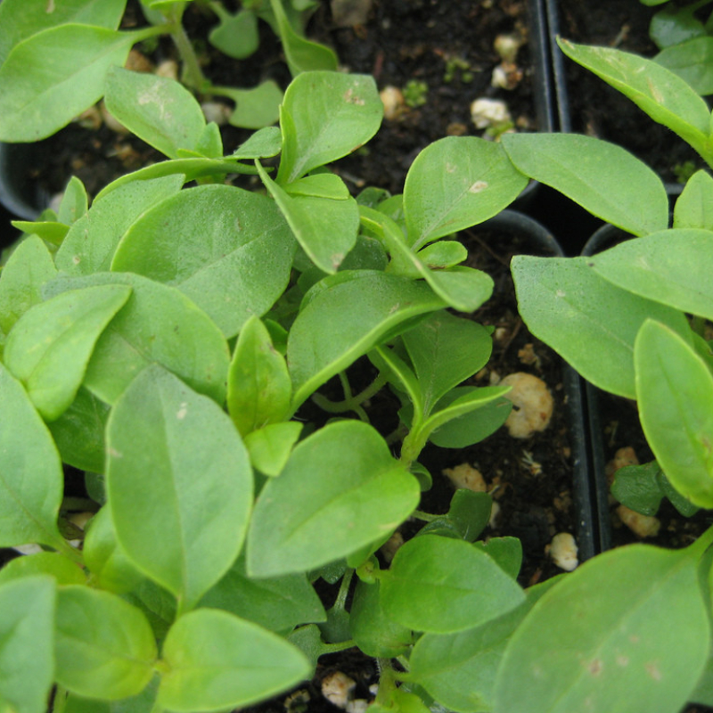 feuilles de basilic citron