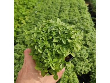 superbe basilic fin vert à petites feuilles superbe basilic fin vert à petites feuilles