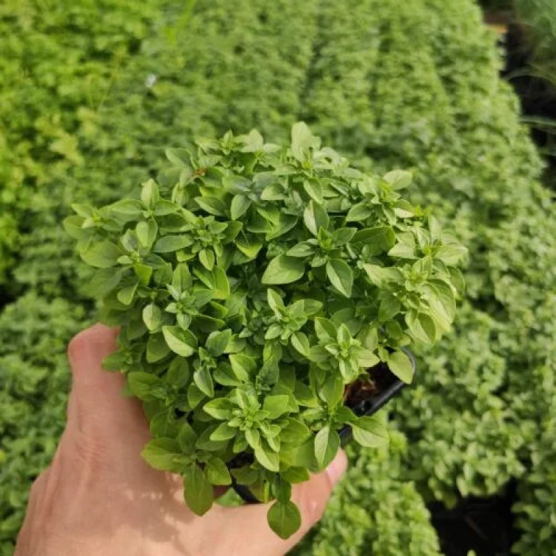 superbe basilic fin vert à petites feuilles superbe basilic fin vert à petites feuilles